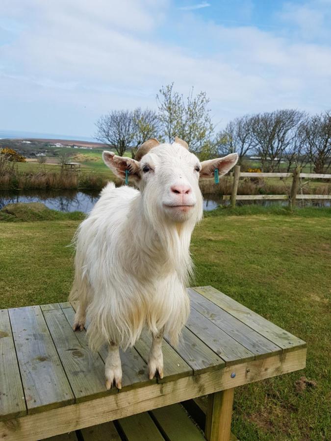 Noddfa Farm Guest House Haverfordwest Εξωτερικό φωτογραφία